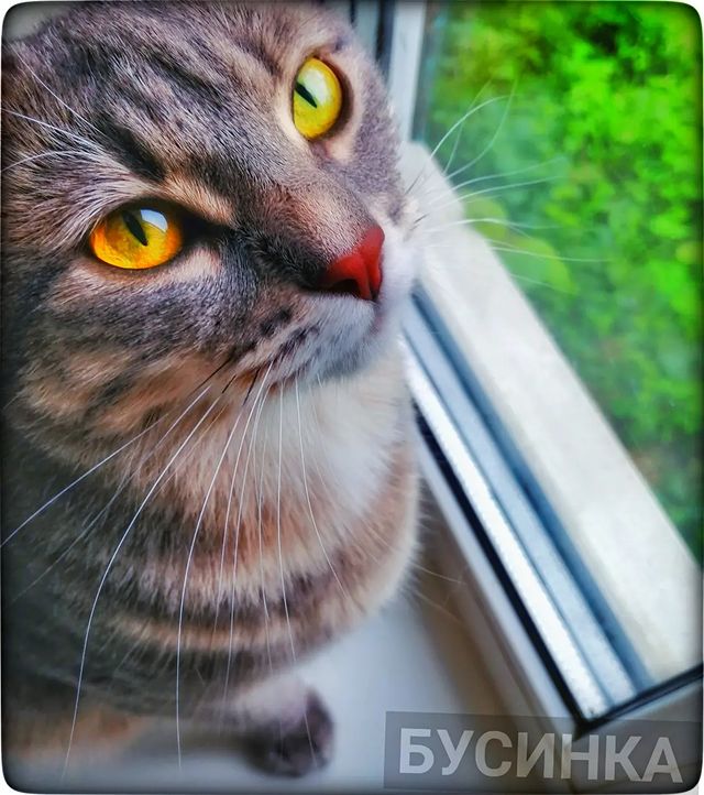 cupcake_cat_9671 в LOOKY. . null