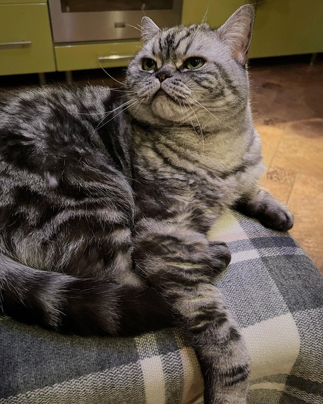 cats_mars_tayson в LOOKY — Выкроили нехотя 10 минут сейчас на Инстаграм 🤨🤨🤨 Да, вы м
