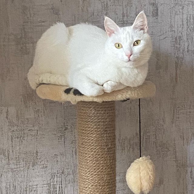 im_dev4yshka в LOOKY. . Моя котя ❤️