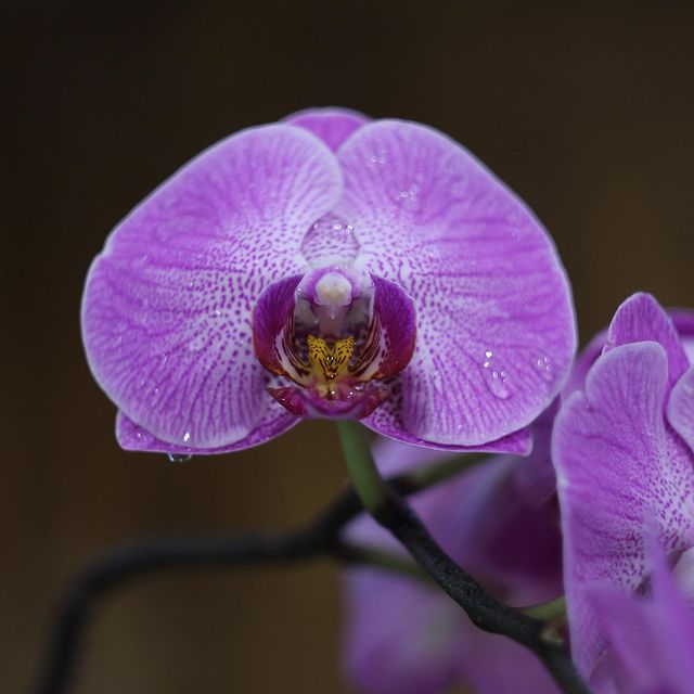 a_n_2_t_o_n в LOOKY. #flowers,#nature,#photography,#love,#beautiful,#naturephotography,#art,#photooftheday,#garden,#flower,#naturelovers,#summer,#green,#beauty,#spring,#flores,#flowerstagram,#instagood,#plants,#sunset,#photographer,#naturelover,#photo,#plant,#flowersofinstagram,#followforfollowback,#picoftheday,#pink,#pretty,#sky. #flowers #nature #ph...