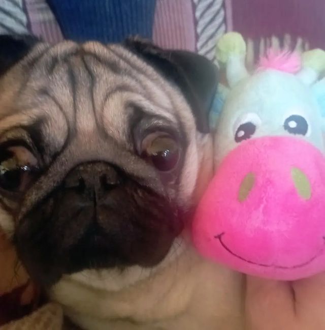 alethepug в LOOKY. #мопсыправятмиром,#мопсикиклопсики,#мопсикитакиемопсики,#мопсыинстаграма,#мопсымосквы,#мопсы,#мопсэль,#pugsoftheweek,#pugsofinstagram,#pugsnotdrugs,#pugstagram,#pug,#pugs,#pugloversclub🐶,#puglovers,#puglife🐾,#nationalpugday. Я,со своей подругой ...