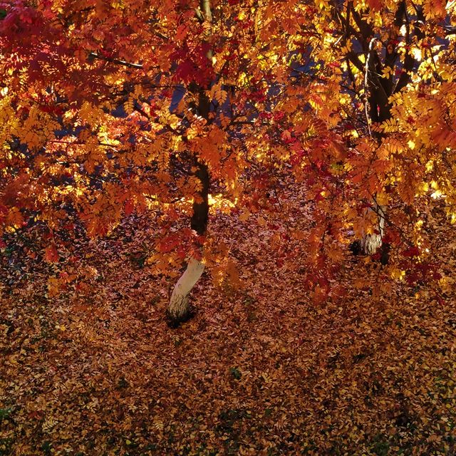 beast_coolfire в LOOKY. . null