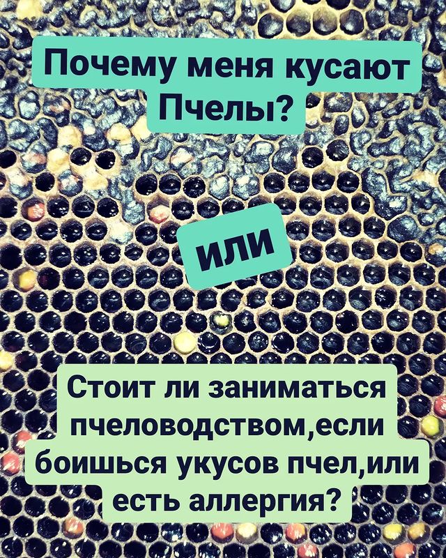 tropikanka.eko в LOOKY. #пчелыоли,#пасека,#женский_огород,#мёд,#соты,#рой,#пыльца,#пчелы_оли,#улей,#жало,#куры,#породная_птица,#строим_сами,#помидоры,#салат,#береза,#семена. Я много показываю пч...