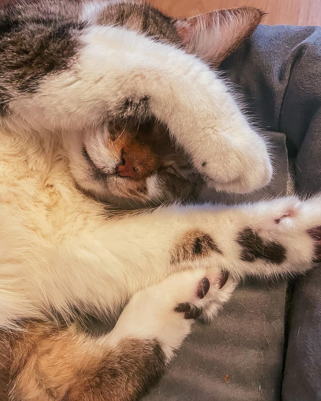 venya.cat в LOOKY — Ох друзья как мне стыдно и голова болит кто не в курсе читай