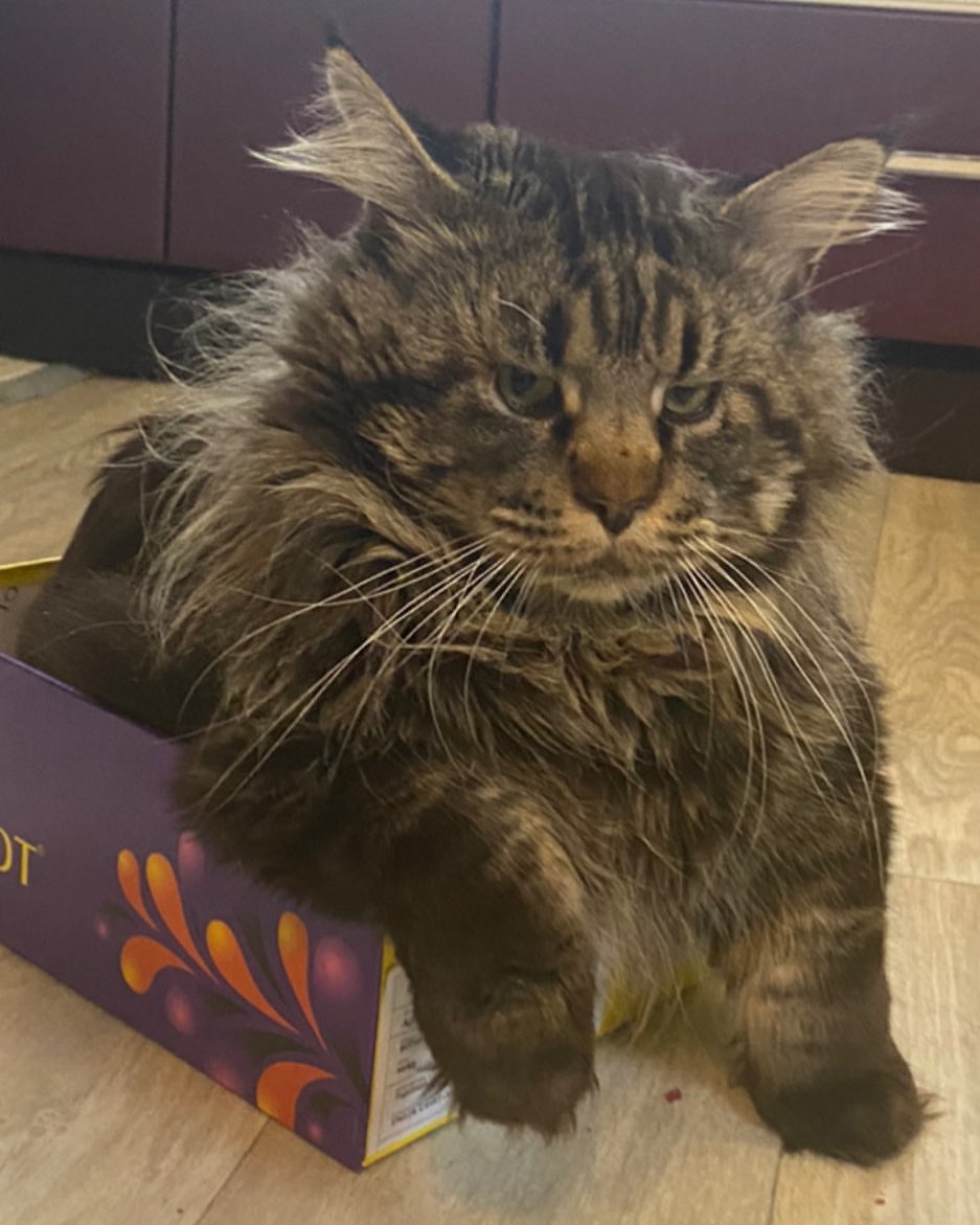 Здарова друганы , вот на таком кабриолете 😹врываюсь в выходные, жёпи поместилась , остальное доедет🙈🙈🙈друганы, может чО замутить ? есть настроение на батл ? если дааа, то кидайте темы в коментах. Всегда ваш , Гаврюшенька Душенька #mainecoon_banda #мейнкун #мейнкуны #мейн_кун #мейнкунырулят #мейн #мейнкунроссия #мэйнкун #мэйнкуны #мэйнкуныонитакие #мейнкунысамыебольшиекошкивмире #mainecoon_banda #мэйнкунфото #мейнкункотята #гаврдуша #мейнкунпродажакотят #мейнкунспб