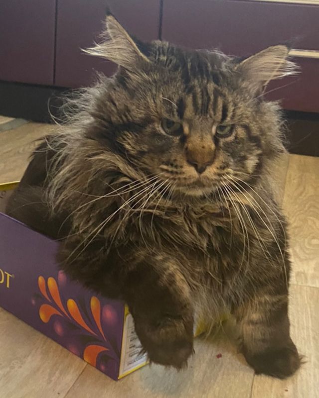 gavrdusha в LOOKY. #mainecoon_banda,#мейнкун,#мейнкуны,#мейн_кун,#мейнкунырулят,#мейн,#мейнкунроссия,#мэйнкун,#мэйнкуны,#мэйнкуныонитакие,#мейнкунысамыебольшиекошкивмире,#mainecoon_banda,#мэйнкунфото,#мейнкункотята,#гаврдуша,#мейнкунпродажакотят,#мейнкунспб. Здарова друганы , во...