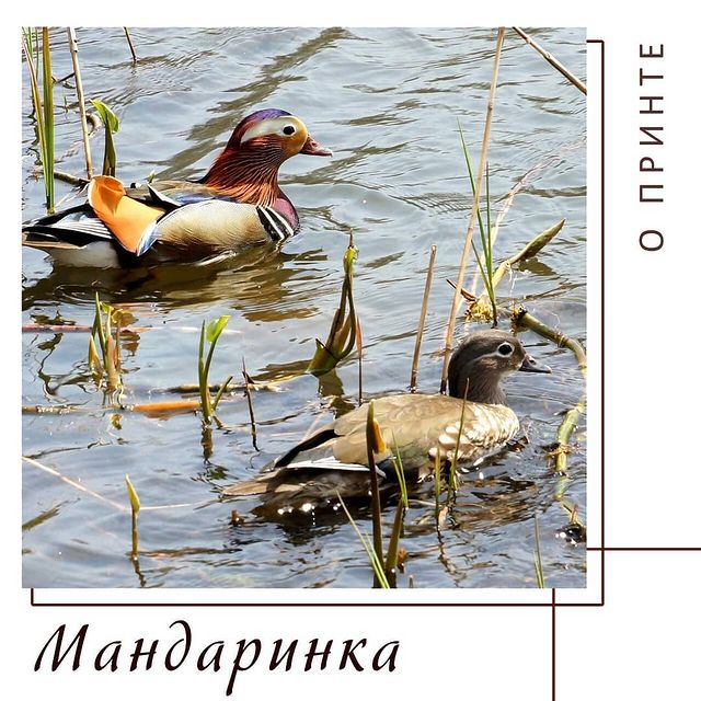yug_for_you в LOOKY. . Мандаринка 🦆 (лат. ...