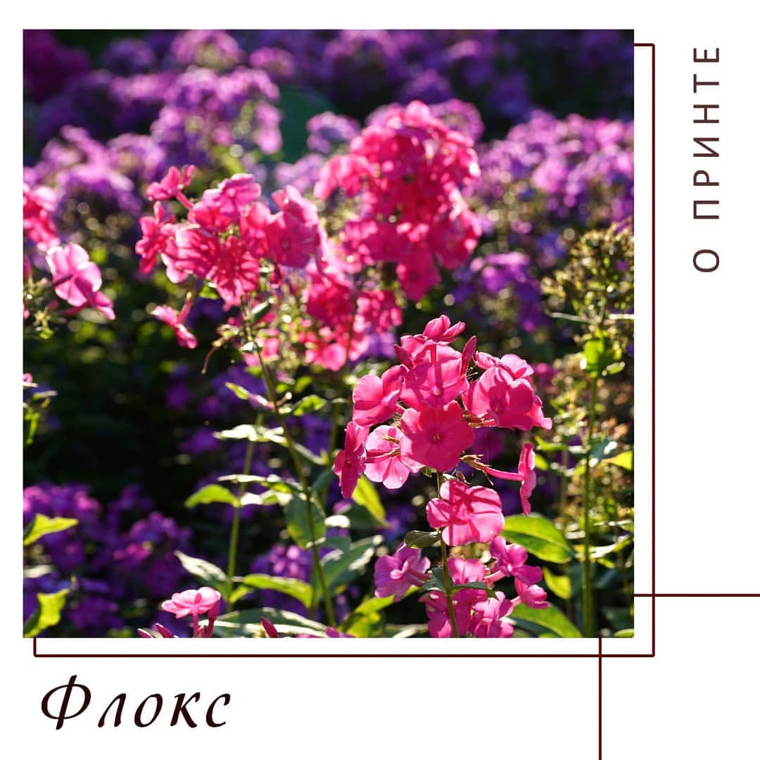 yug_for_you в LOOKY — Флокс 🌸— красивый цветок с ароматными соцветиями, часто вст
