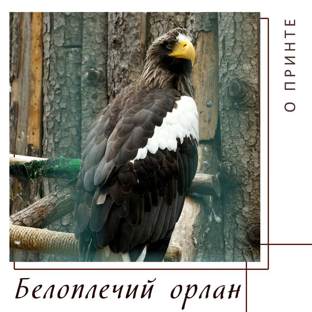 yug_for_you в LOOKY — Белоплечий орлан (лат. Haliaeetus pelagicus) 🦅— представите