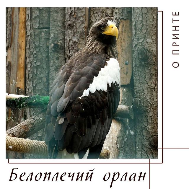 yug_for_you в LOOKY. . Белоплечий орлан (ла...
