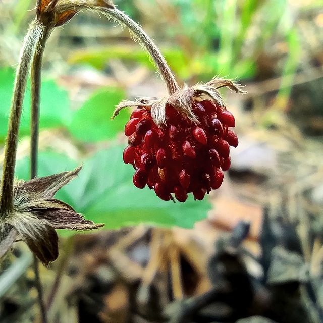 iadashkov в LOOKY. #лето,#июль,#ягоды,#земляника,#summer,#strawberry. Жаркий июль 2022. Да...
