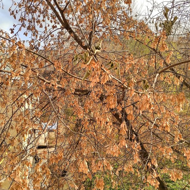 iadashkov в LOOKY. #осень,#золотаяосень,#клен,#утро,#autumn,#autumnvibes,#auumnleaves. #осень #золотаяосень...