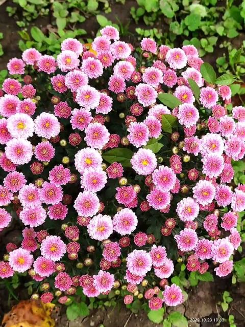 natali_multiflora в LOOKY. #хризантемамультифлора,#шаровиднаяхризантема,#дача,#всаду,#яркаяосень,#краскиосени,#краснодар,#калуга,#сочи,#калининград. #хризантемамультифло...