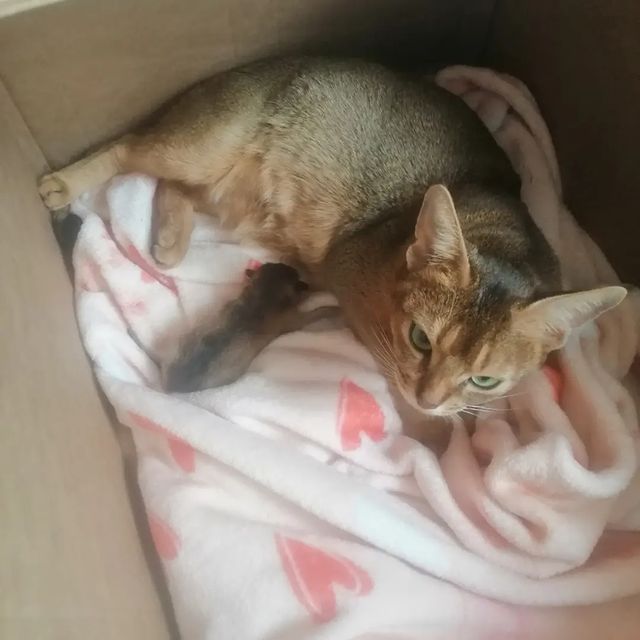 _olgaslastina в LOOKY. . В нашем доме появило...