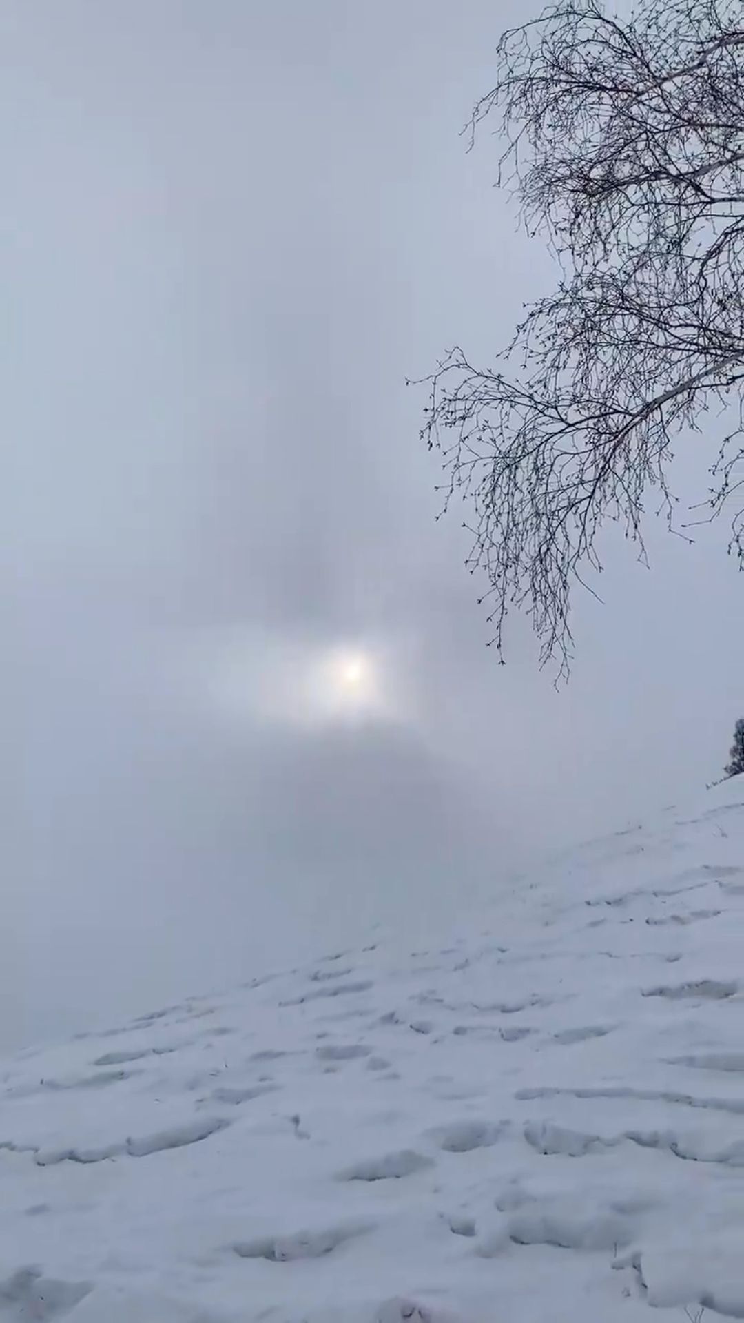 mariavasa в LOOKY. . null