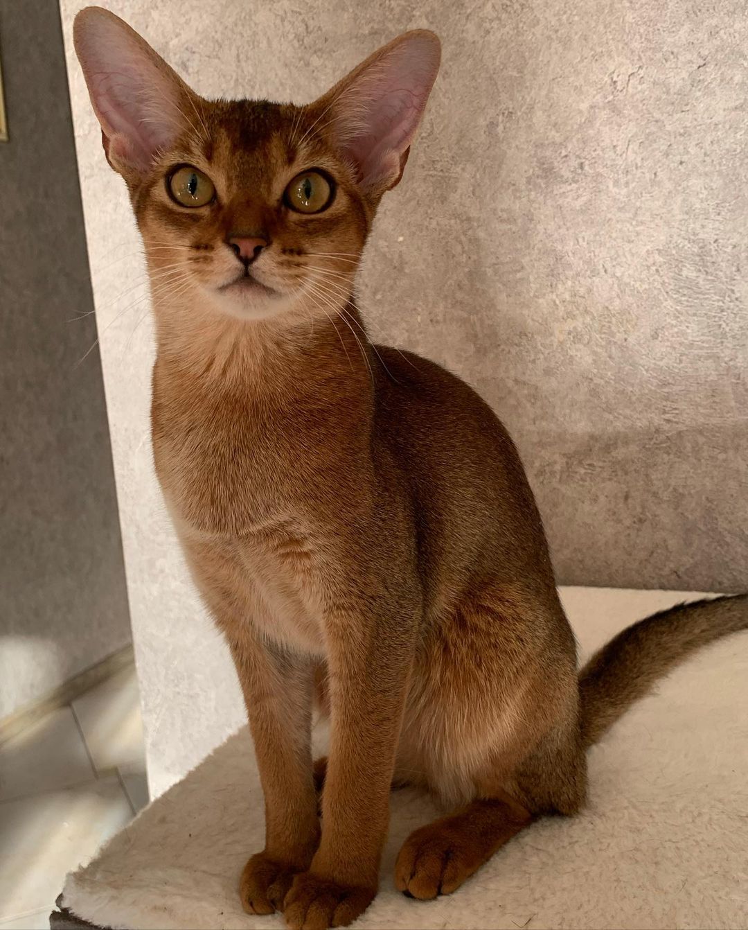 leo_minor_aby_cattery_cfa в LOOKY — фото 2