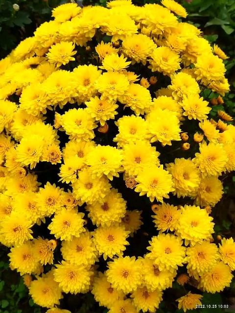 natali_multiflora в LOOKY. . null