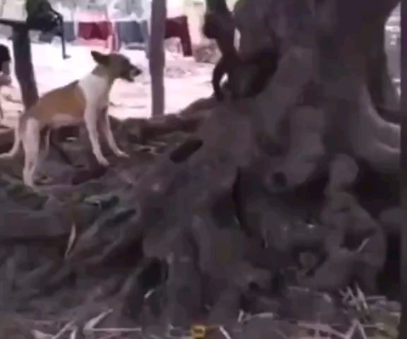 mighty.trio в LOOKY. . Война неизбежна! 🤣