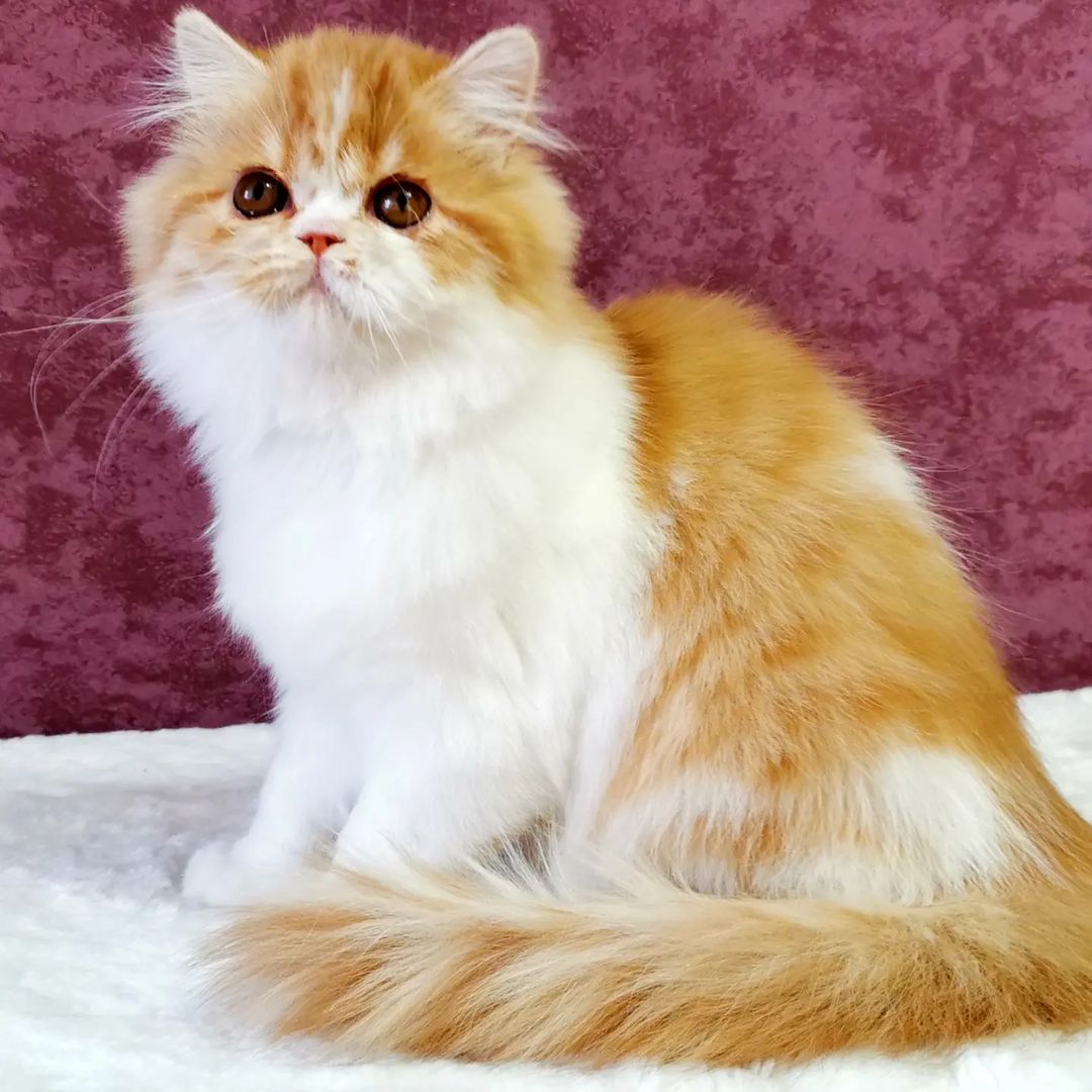 Вислоухие шотландские котята в LOOKY — фото 3