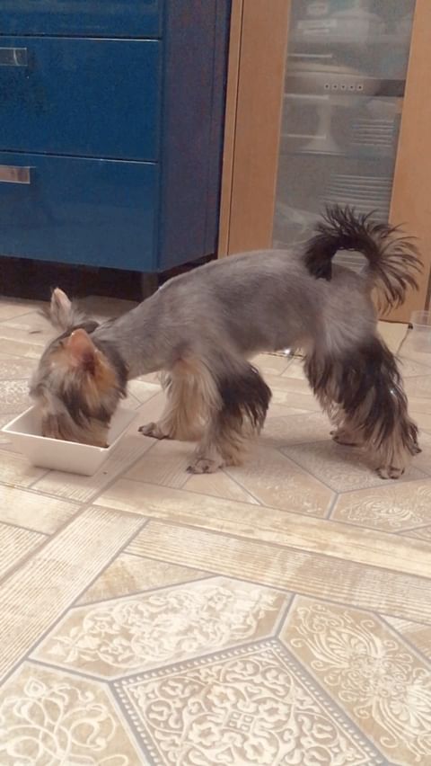 alisamoskow в LOOKY. #lubimyorkovru,#такса,#таксы,#таксылучшиесобаки,#хочусосисочку,#yorkipoo,#полутакса,#дрорянка,#йорк,#йоркирулят,#йоркимоялюбовь,#yorki,#yorkilove,#собака,#собакадругчеловека,#собакаулыбака,#dogs,#yorkie_town,#зорко_одно_лишь_сердце❤️❤️. #lubimyorkovru #такс...
