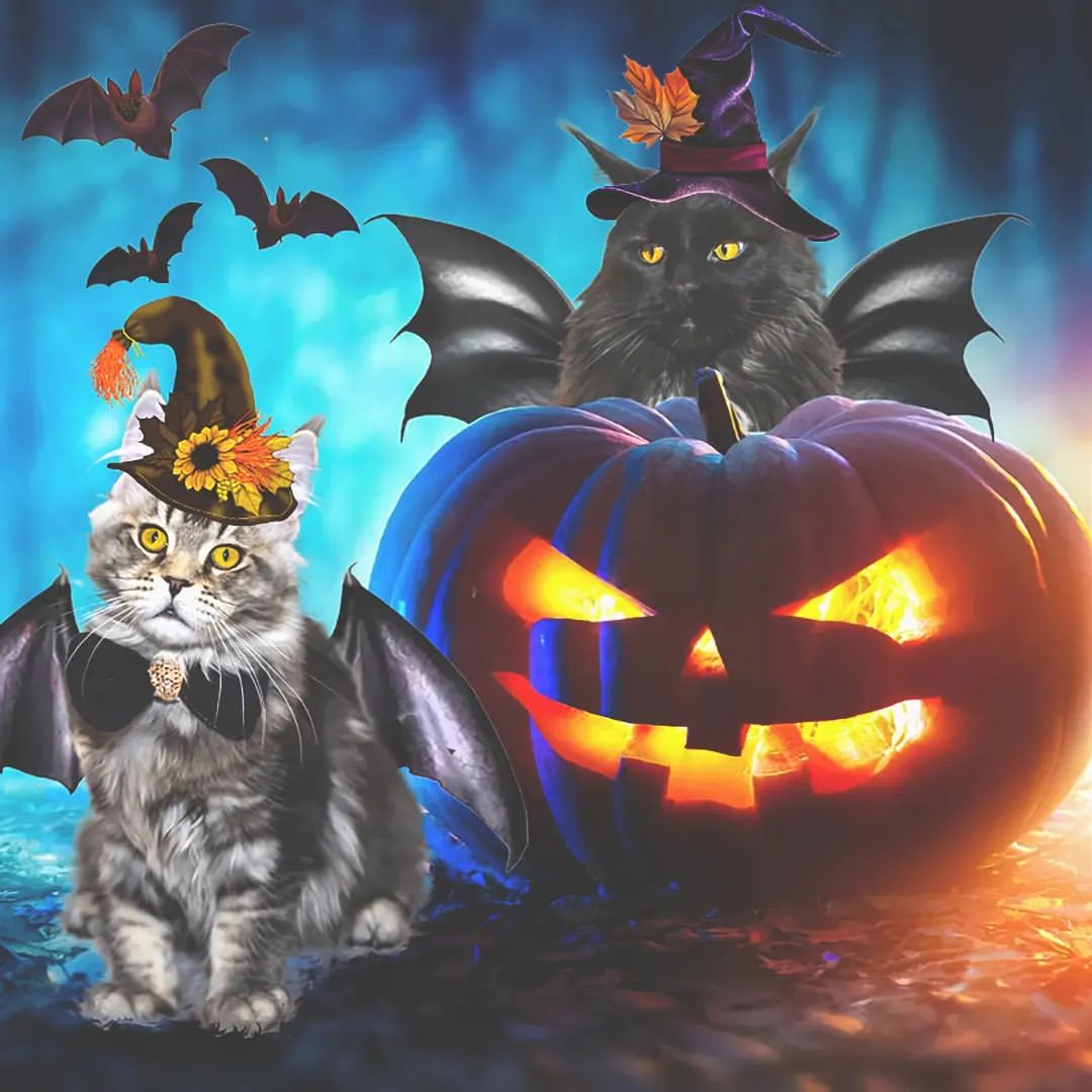 prosha.fip.warriors в LOOKY — Добрый день, наши любимые люди, кисули и котики. А вы праздн