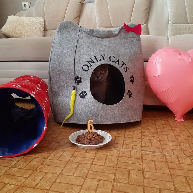 cat_musia_star_and_sima в LOOKY. #кошкамуся,#мусенька,#киса,#деньрождения,#кошка,#кошкинденьрождения,#котыикошки,#лапуля,#безкотаижизньнета,#котикиобормотики,#красиваякошка,#друзья,#кискис,#кискисмяумяу. С ДНЁМ РОЖДЕНИЯ МЕНЯ...