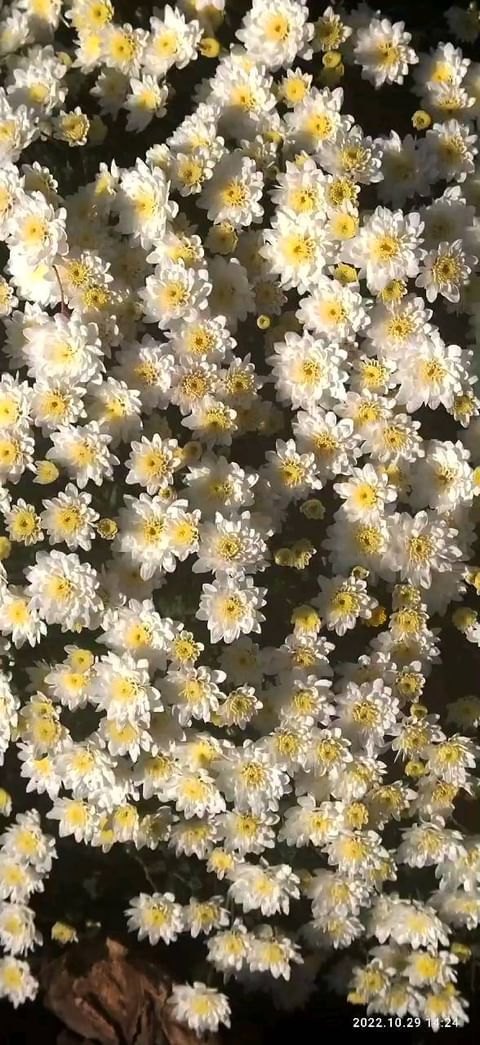 natali_multiflora в LOOKY. #хризантемамультифлора,#шаровиднаяхризантема,#черенкипочтой,#краскиосени,#всаду,#краснодар,#калуга,#ростов,#садогороддача,#осень,#осенниецветы. #хризантемамультифло...
