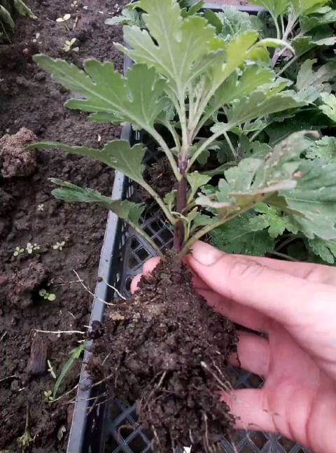 natali_multiflora в LOOKY. #хризантемамультифлора,#шаровиднаяхризантема,#краскиосени,#осенниецветы,#цветывсаду,#краснодар,#москва. #хризантемамультифло...