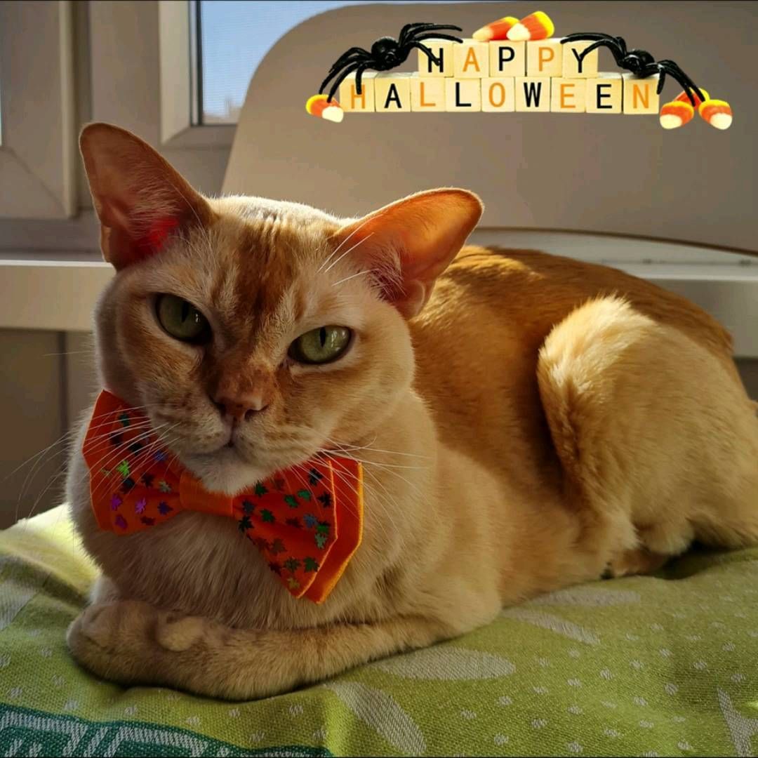 keks.tanya в LOOKY. #хэллоуин_сладость_или_гадость,#catslovers#catsofinstagram#keksburma#burmesecat#gatti#gattirossi#рыжийкот#бурманскаякошка#краснаябурма#хэллоуин_сладость_или_гадость#хэллоуин#любимыйкот#домашниелюбимцы#halloween#. Happy Halloween 😻🎃...