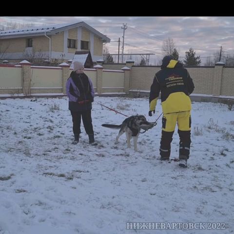 dressirovka_nv in LOOKY. . Начало подготовки к ...