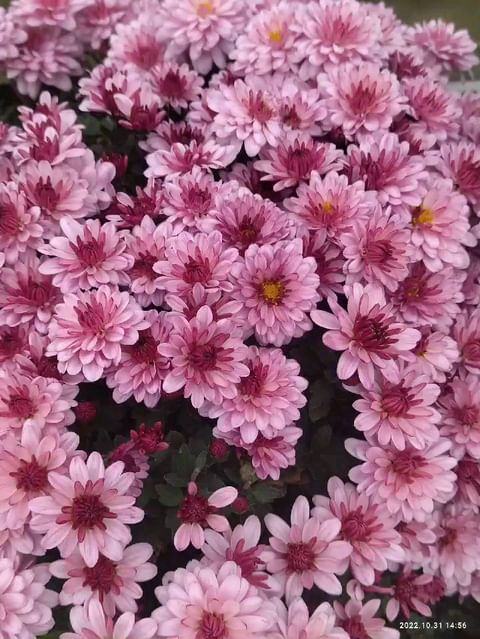 natali_multiflora в LOOKY. #хризантемамультифлора,#краскиосени,#королеваосеннегосада,#черенкипочтой,#краснодар,#садвцветах,#яркаяосень,#тула. #хризантемамультифло...