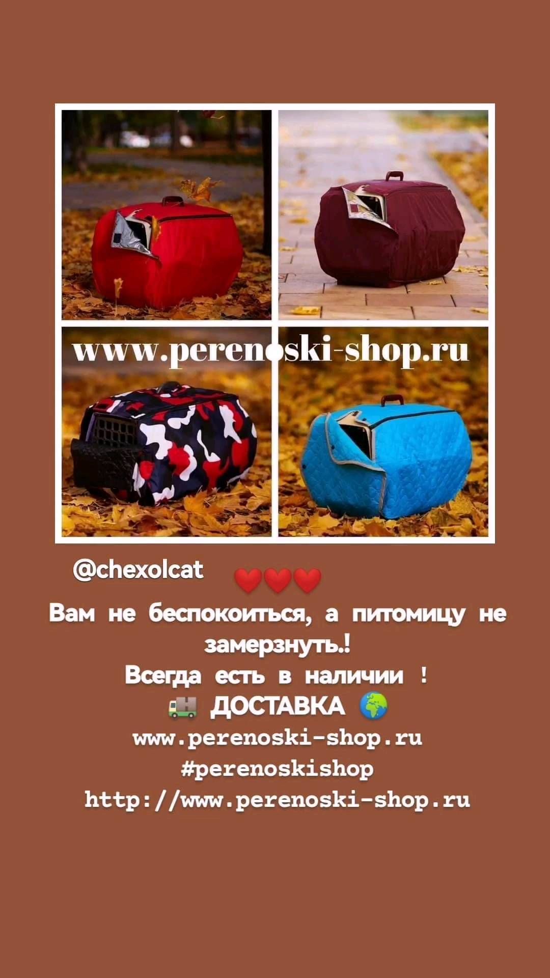 chexolcat в LOOKY. #животные,#кошки,#собаки,#animal,#cats,#dogs,#kitten. #животные #кошки #со...
