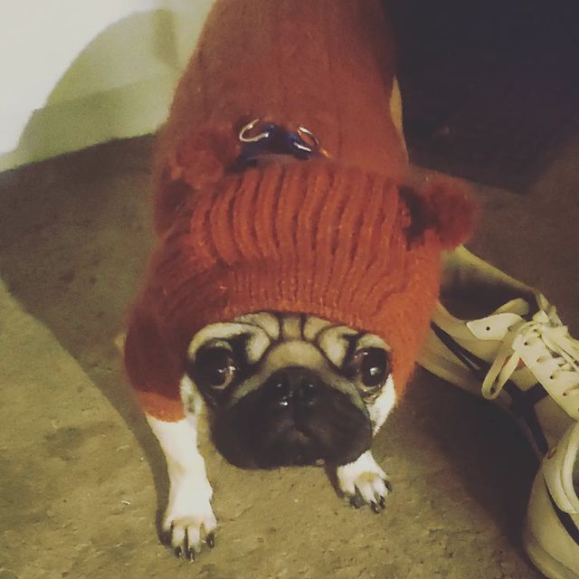 alethepug в LOOKY. #мопсыправятмиром,#мопсикиклопсики,#мопсикитакиемопсики,#мопсыинстаграма,#мопсымосквы,#мопсы,#мопсэль,#pugsoftheweek,#pugsofinstagram,#pugsnotdrugs,#pugstagram,#pug,#pugs,#pugloversclub🐶,#puglovers,#puglife🐾. Когда ты гроза всех ...