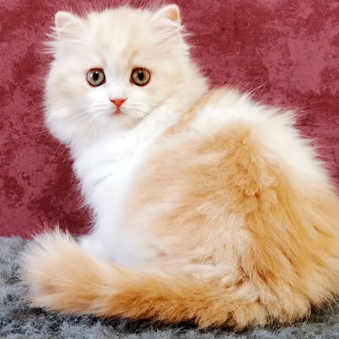 Вислоухие шотландские котята в LOOKY — фото 5