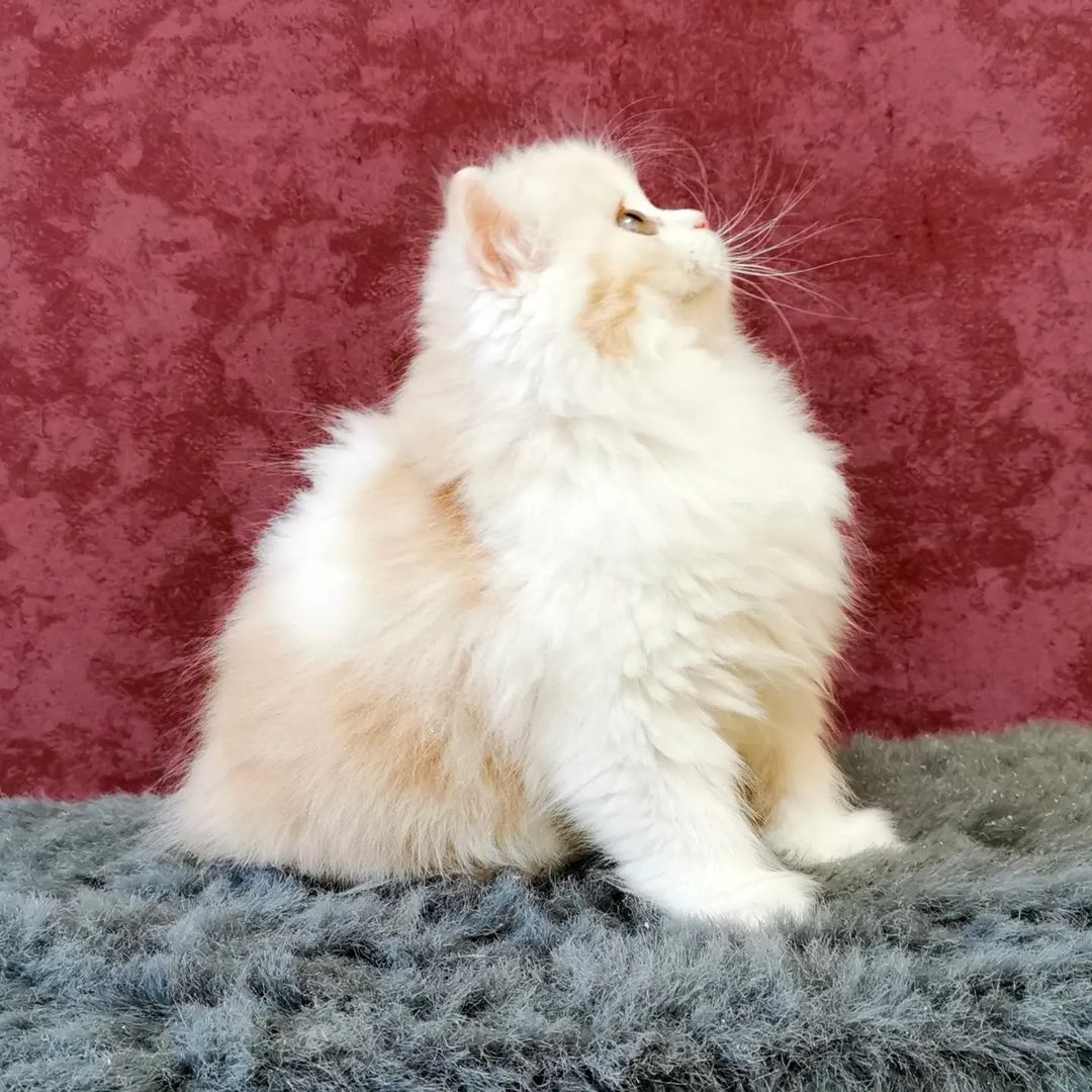 Вислоухие шотландские котята в LOOKY — фото 7