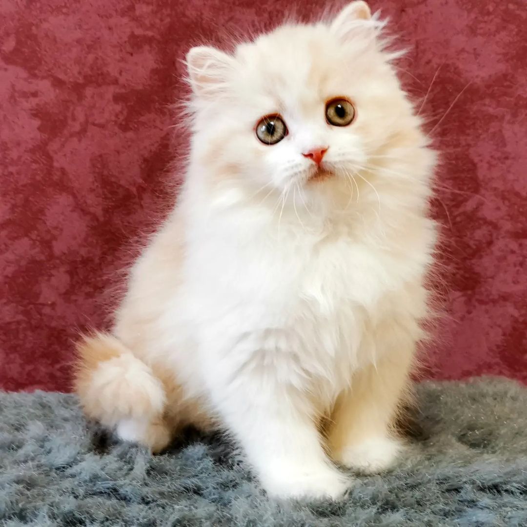 Вислоухие шотландские котята в LOOKY — фото 6