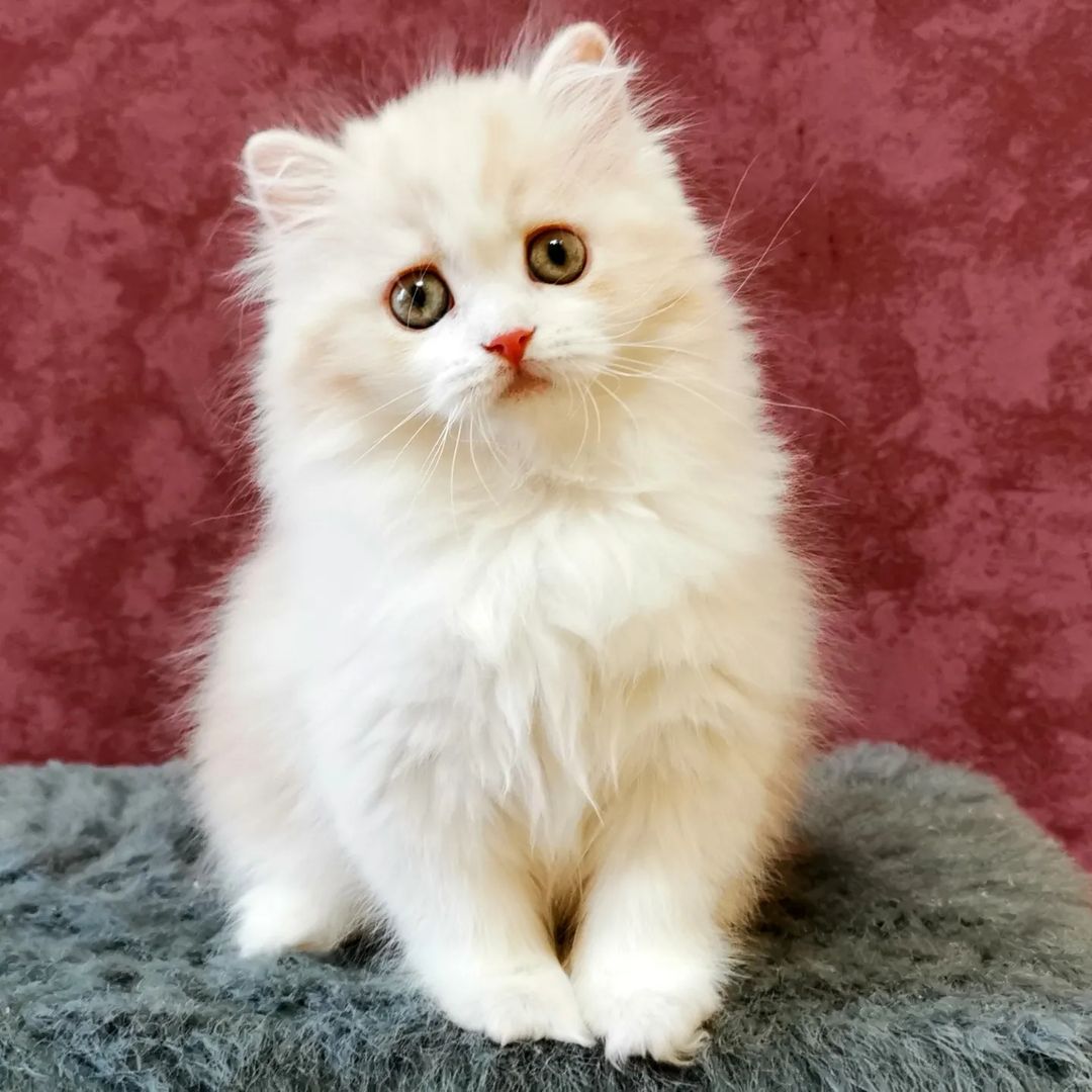 Вислоухие шотландские котята в LOOKY — фото 2