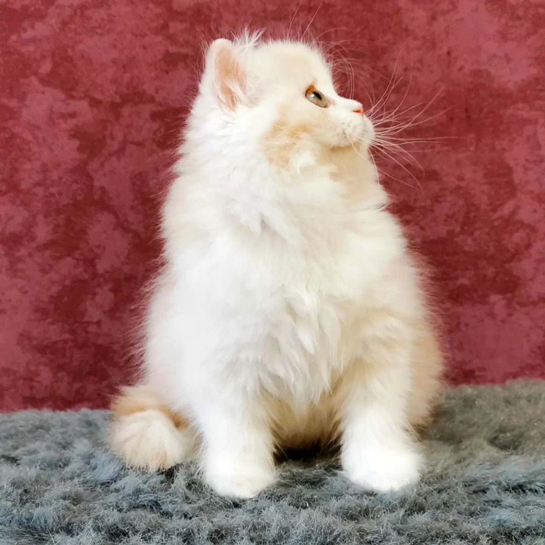 Вислоухие шотландские котята в LOOKY — фото 8