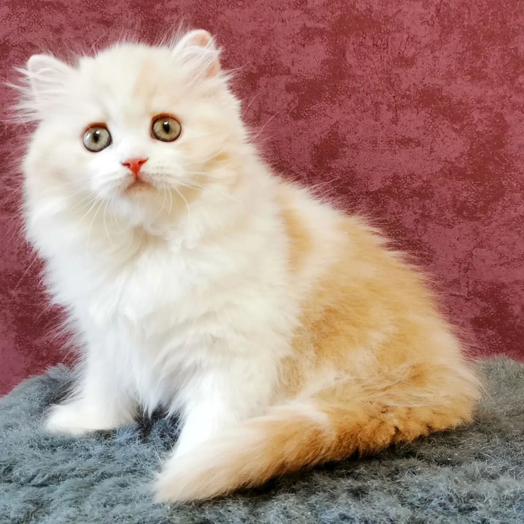 Вислоухие шотландские котята в LOOKY — фото 3