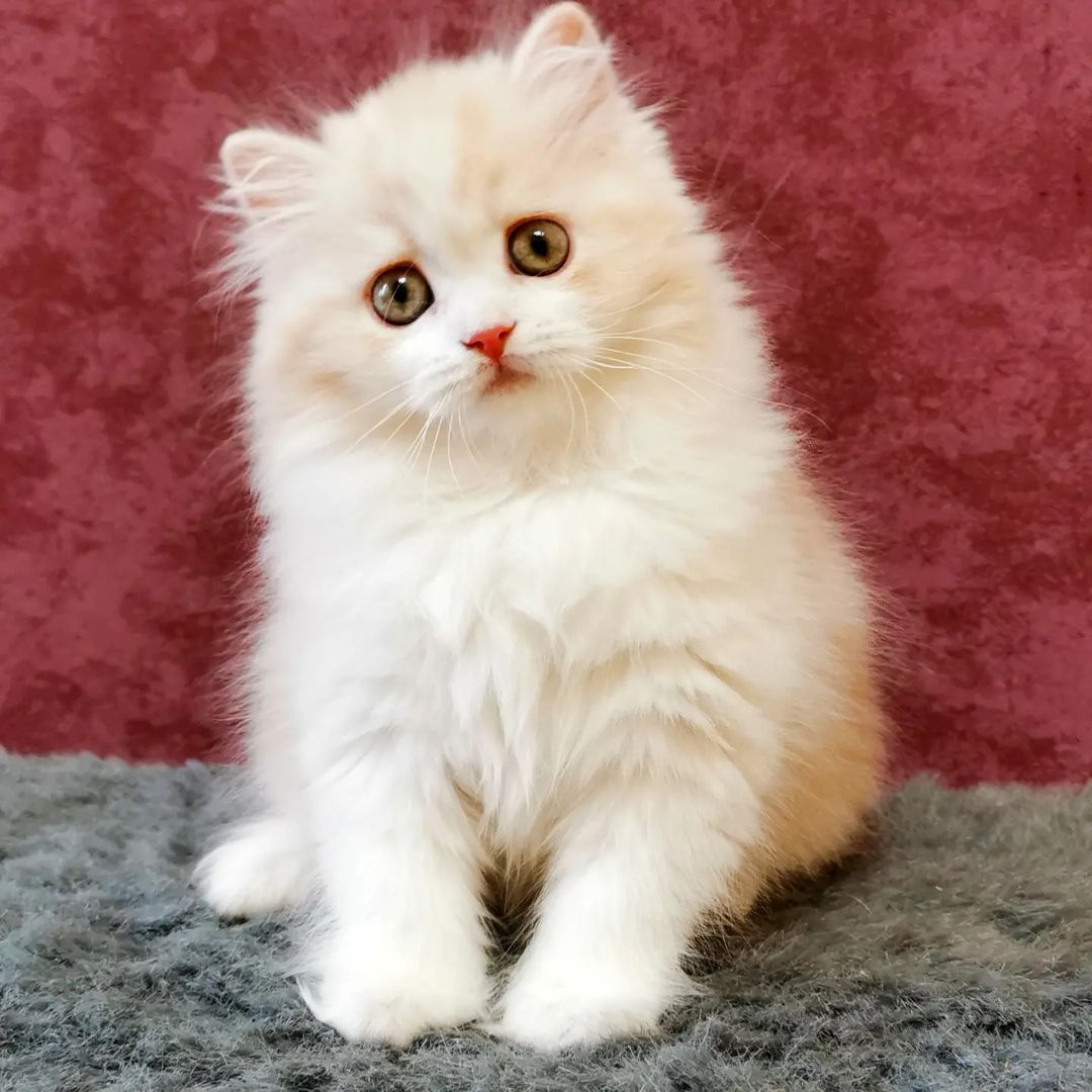 Вислоухие шотландские котята в LOOKY — фото 4