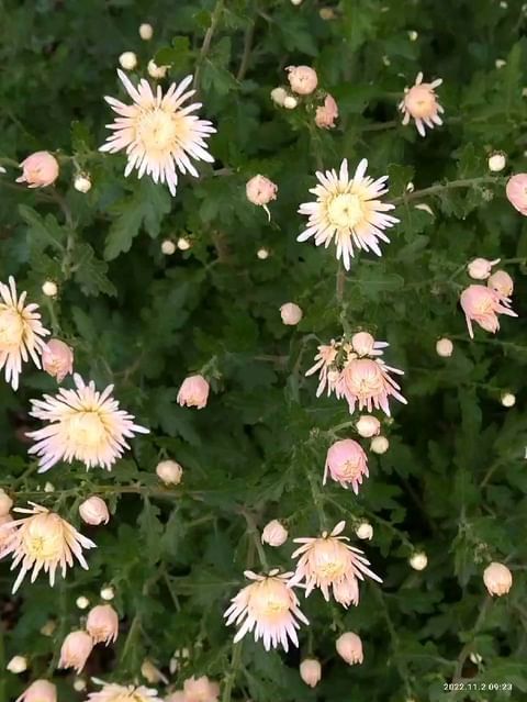 natali_multiflora в LOOKY. #хризантемамультифлора,#осенниецветы,#всаду,#краскиосени,#калуга,#краснодар,#ростов,#волгоград,#тверь,#тула. #хризантемамультифло...