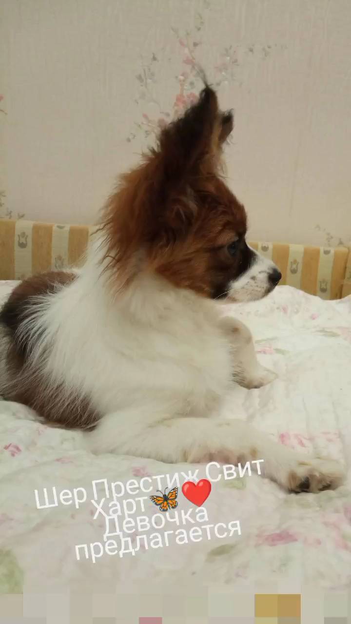 love_my_papillon в LOOKY. . null