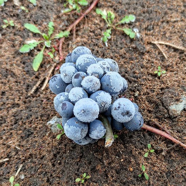 kinel_vinograd в LOOKY. . Немного грустно, ког...