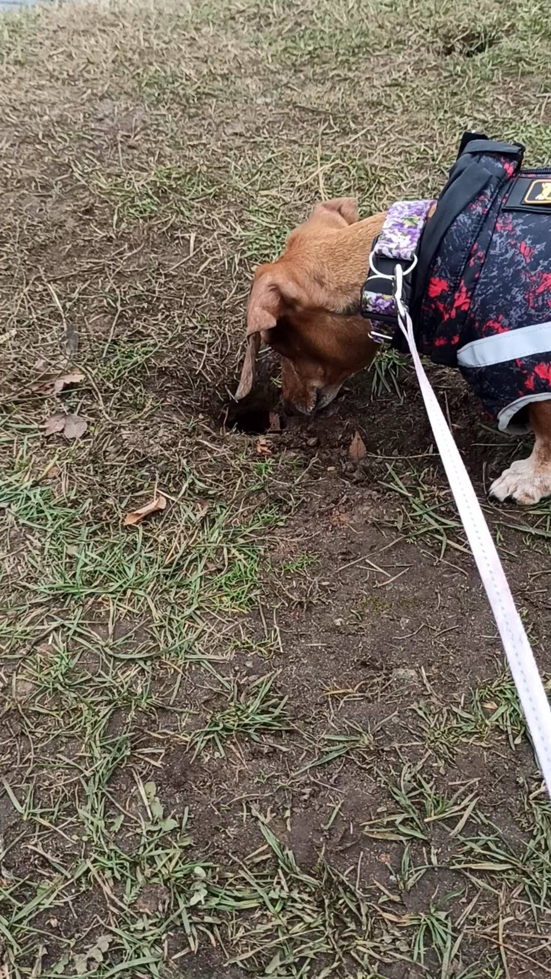 e_katerina_ga в LOOKY. #таксалучшийдруг,#такса,#таксалучшаясобака,#dachshundgram,#dachshunds,#dachshundsgram,#dachshundlove,#dachshundvideo,#doxie. ищем мышку🐭
#таксал...