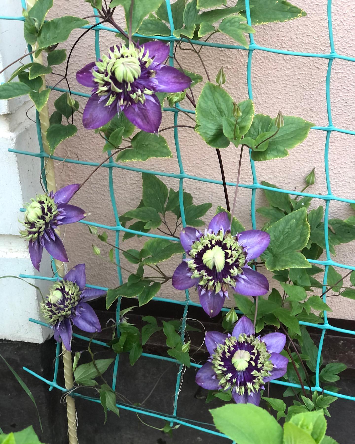italia.5207 в LOOKY — фото 3