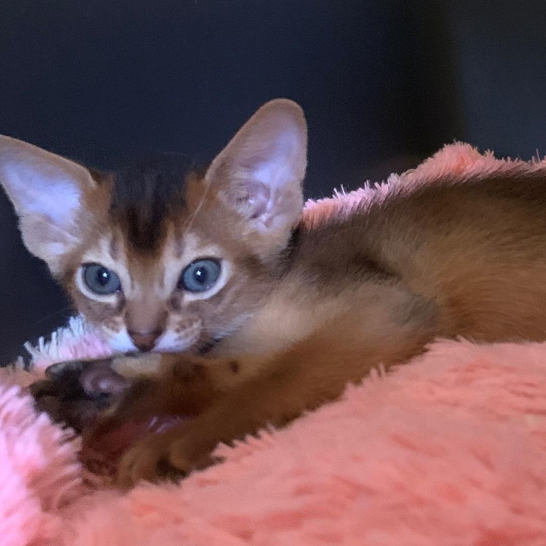 leo_minor_aby_cattery_cfa в LOOKY — фото 2