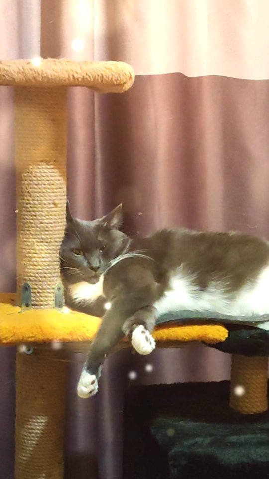 lipatovmv в LOOKY. #king,#stpetersburg,#cats. #king #stpetersburg ...