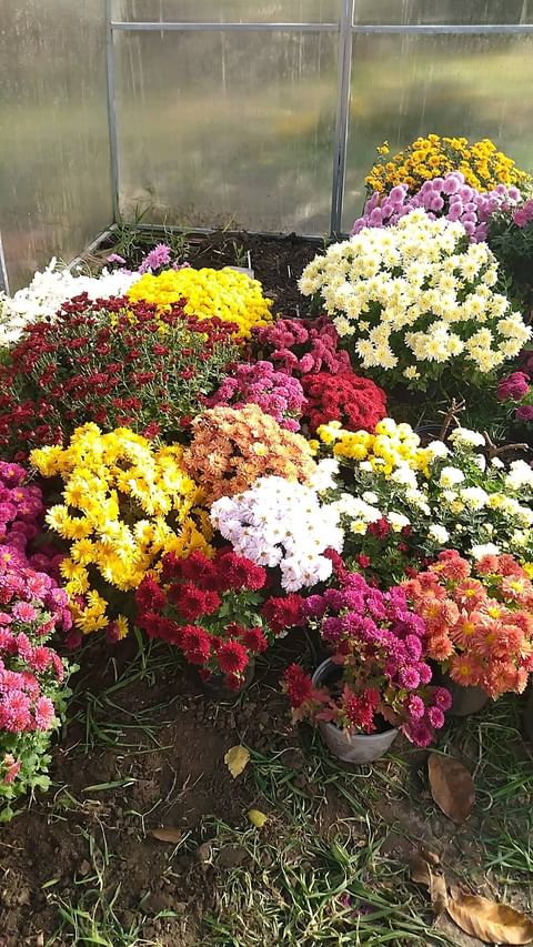 natali_multiflora в LOOKY. #хризантемамультифлора,#зимаблизко,#черенки,#черенкипочтой,#краскиосени,#калуга,#краснодар,#ростов,#московскаяобласть. #хризантемамультифло...