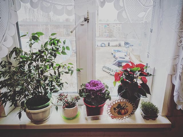 diananimfs в LOOKY. #жаждазелени,#моглобытьитак,#капусталучшерозы. Окно могло бы выгляд...