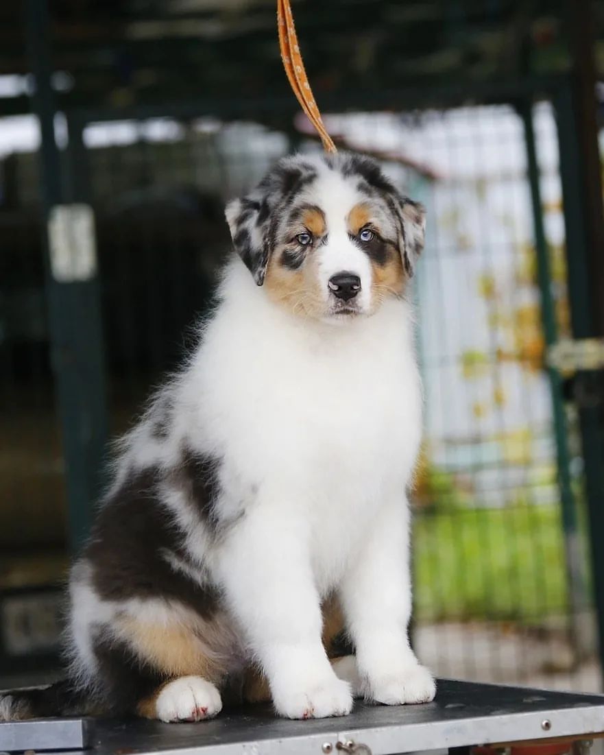 iz_doma_korolevoi_kennel в LOOKY — фото 2